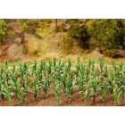 Faller - 36 Maize plants