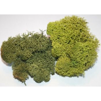 JoeFix - BASIC GREEN MOSS