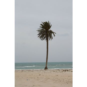 JoeFix - 1/48 EUROPE / AFRICA PALM TREES SET B 28-38MM 2 PCS.