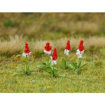 Faller - 32 Orchideeprimula